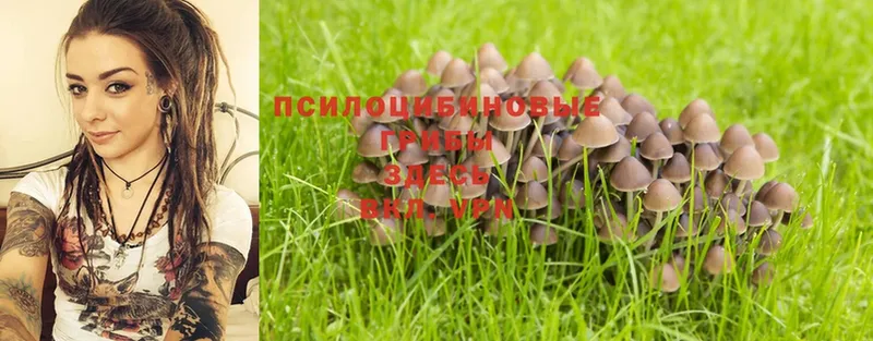 Галлюциногенные грибы Psilocybine cubensis  Заозёрный 